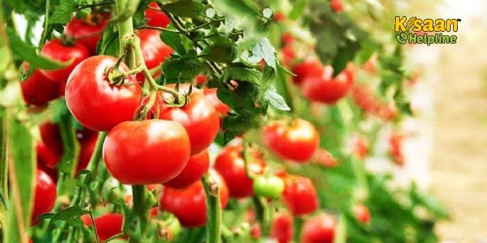 टमाटर की खेती अतिरिक्त आय का एक बेहतर जरिया है, जानिए टमाटर की उन्नत किस्मों के बारे में